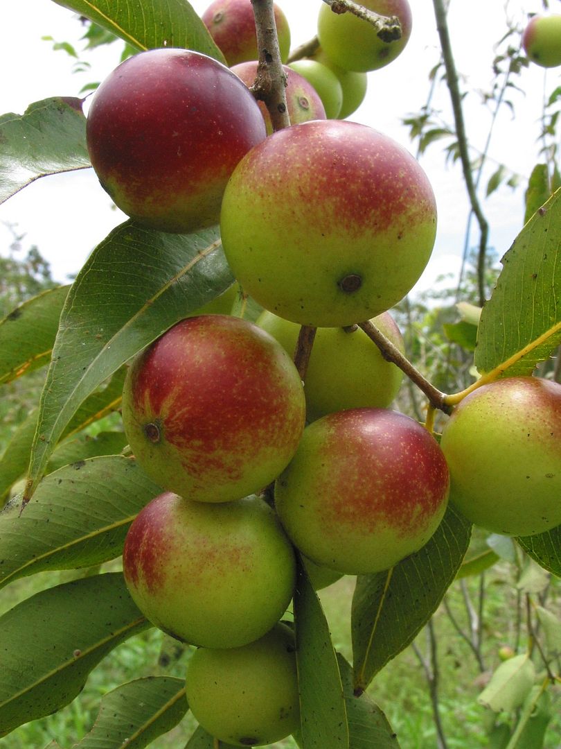CAMUCAMU Myrciaria dubia Fruit Tree from the AMAZON Myrtaceae 25 V